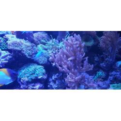 Inhoud zee aquarium te koop