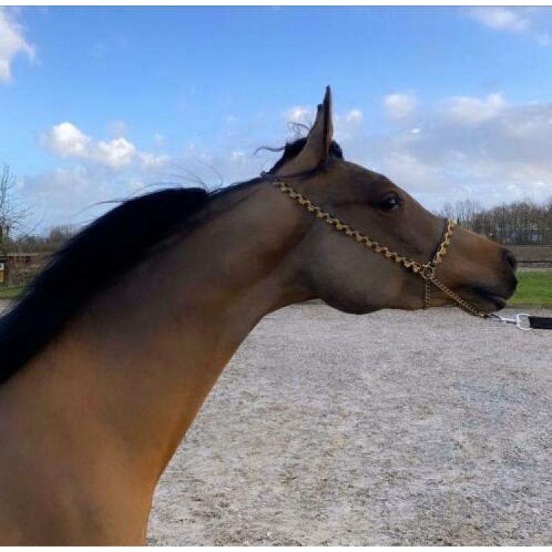 Arabisch Showhalster Adult