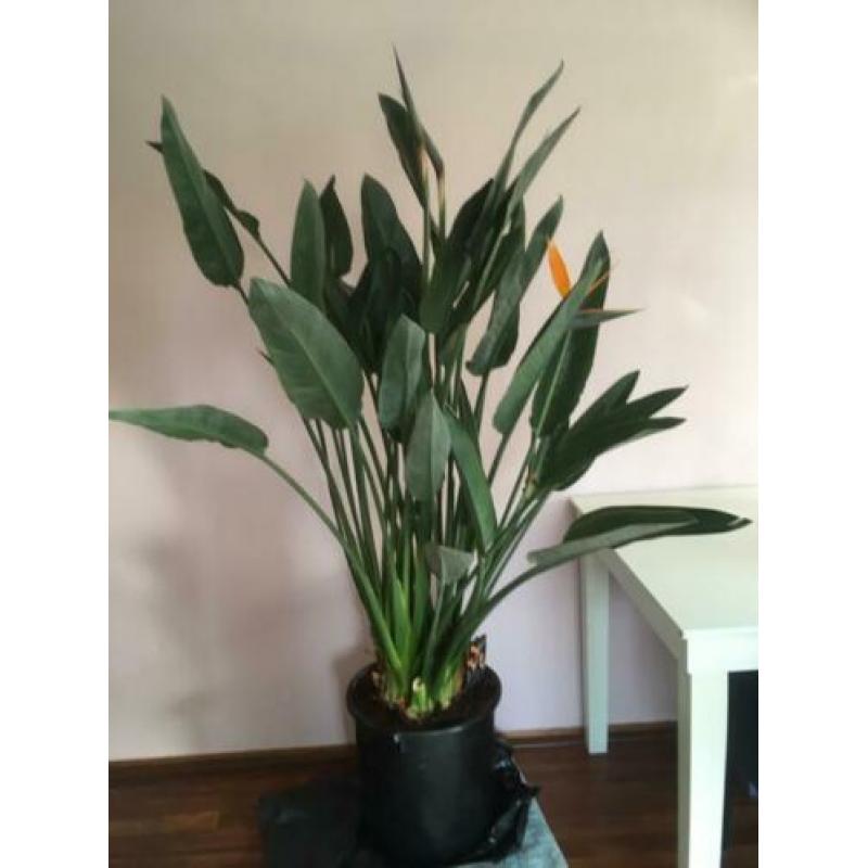 Strelitzia Reginae, 1.80, bloeit en in knop!