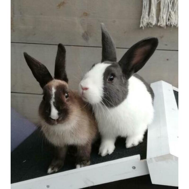 2 lieve konijnen
