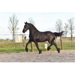 Friese Stermerrie