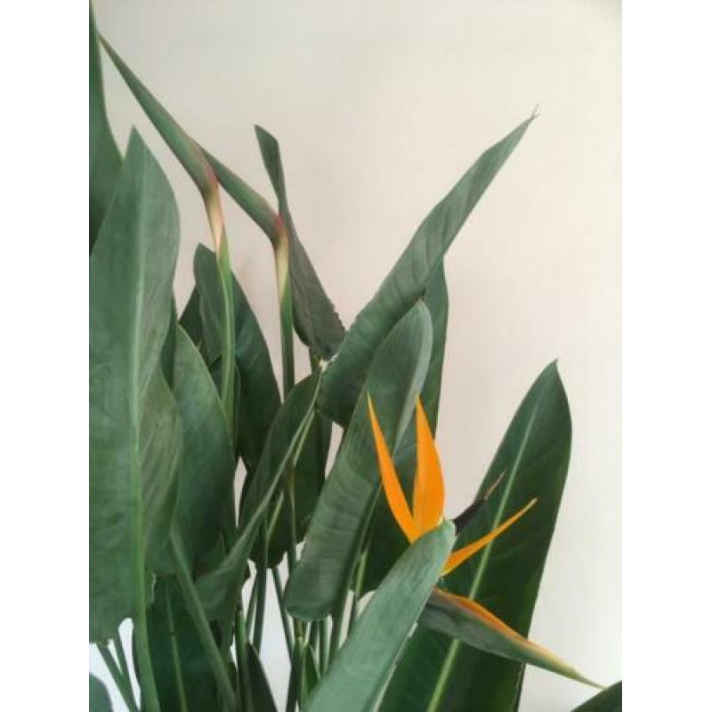 Strelitzia Reginae, 1.80, bloeit en in knop!