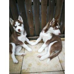 Husky pups Broertje &( Zusje Gereserveerd)