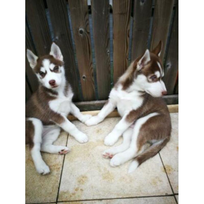 Husky pups Broertje &( Zusje Gereserveerd)