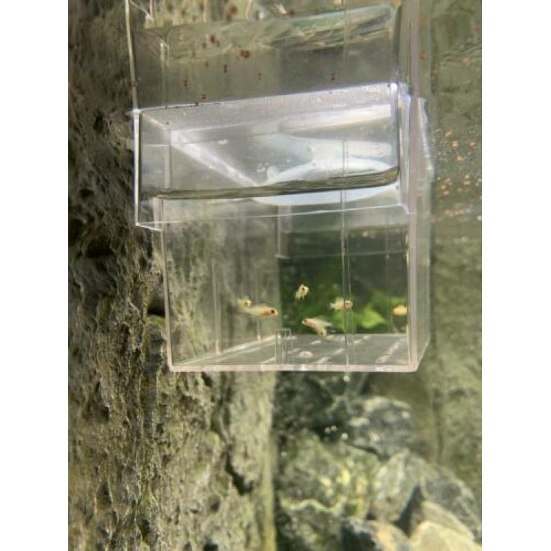 Mbuna Malawi Cichliden; Labidochromis Caeruleus ‘Yellow’
