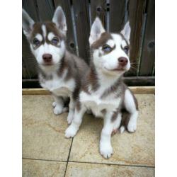 Husky pups Broertje &( Zusje Gereserveerd)