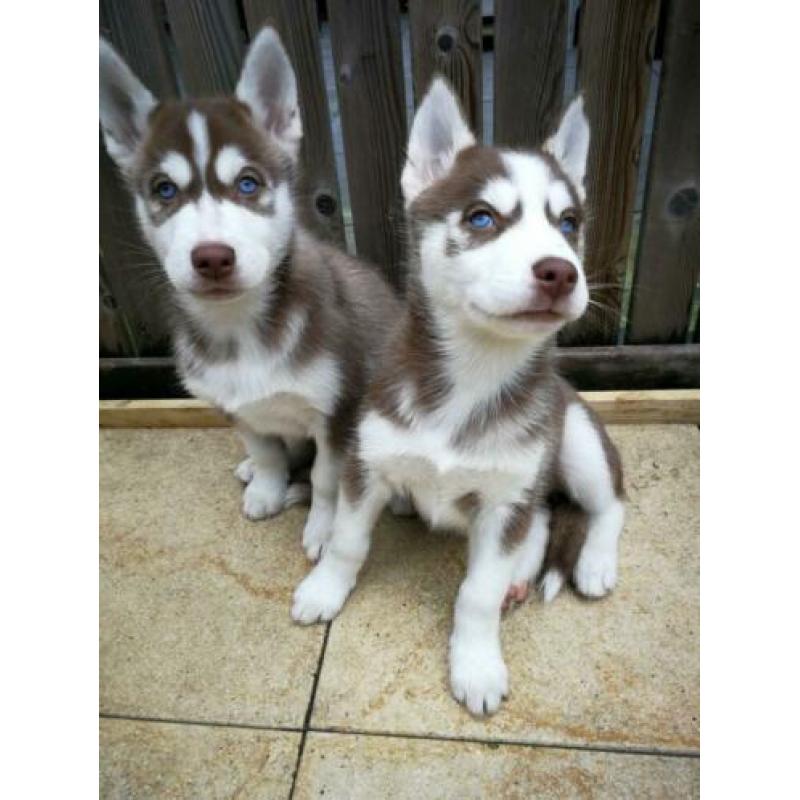 Husky pups Broertje &( Zusje Gereserveerd)