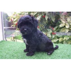 kleine doodle maltipoo