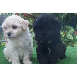 kleine doodle maltipoo