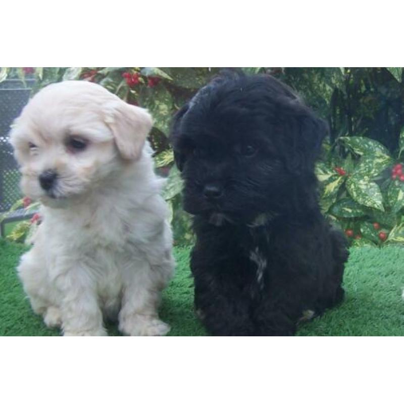 kleine doodle maltipoo