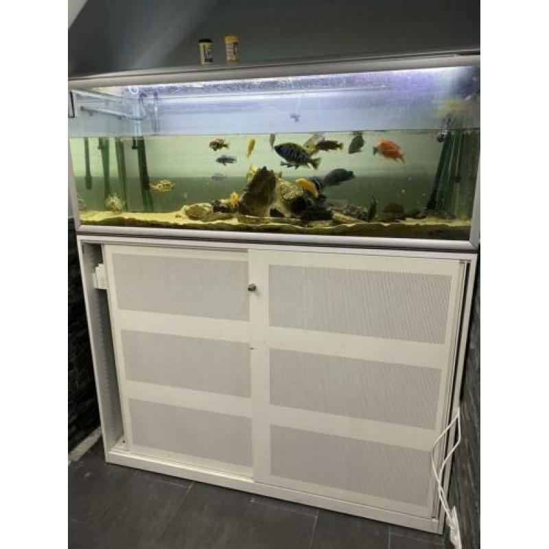 Vissen ? aquarium