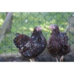 Krielkippen:Wyandotte,Barnevelder,Sussex,Hollandse,Serama.