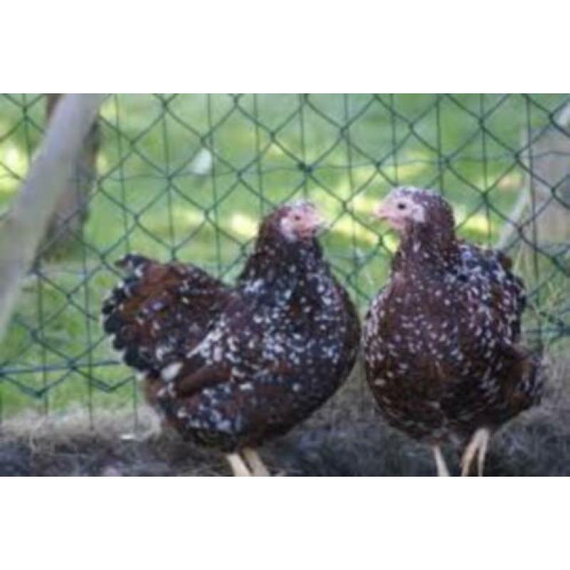 Krielkippen:Wyandotte,Barnevelder,Sussex,Hollandse,Serama.