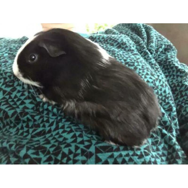 Cavia zeugje langharig