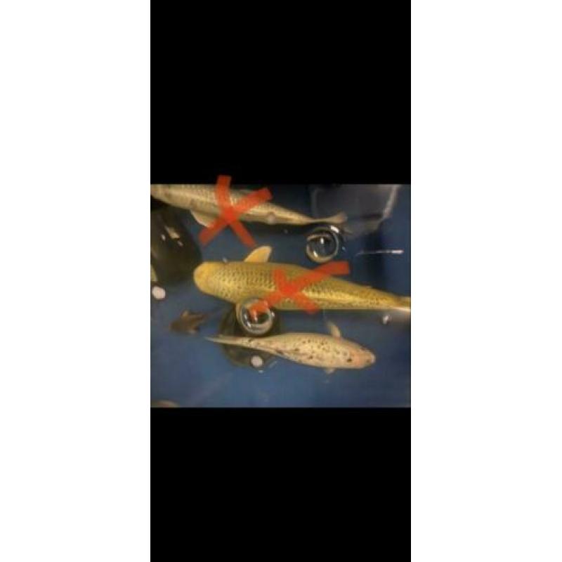Koi karpers