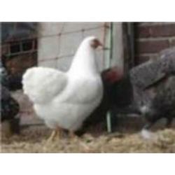 Krielkippen:Wyandotte,Barnevelder,Sussex,Hollandse,Serama.