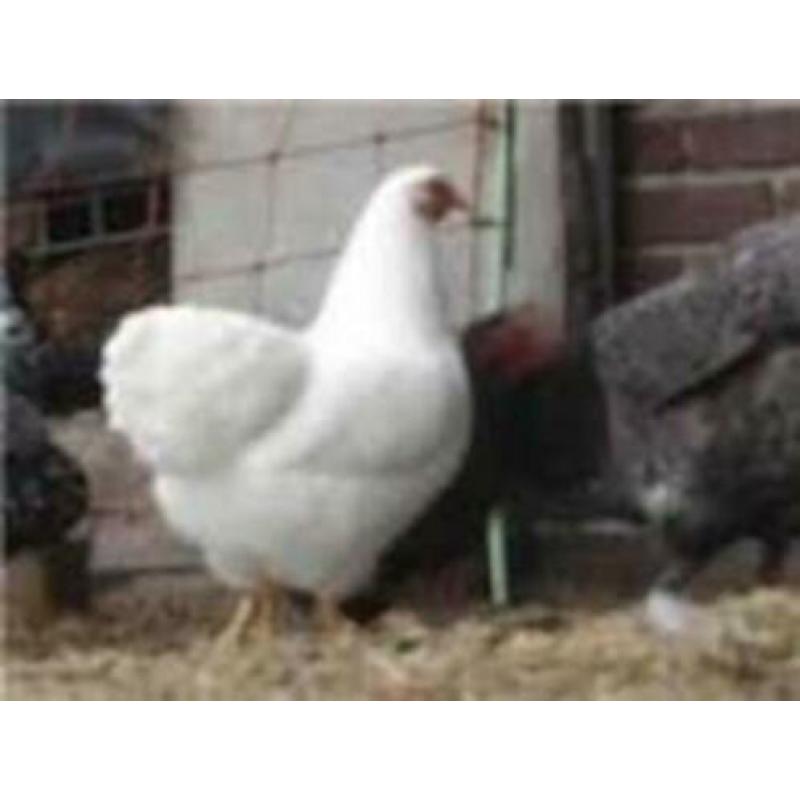 Krielkippen:Wyandotte,Barnevelder,Sussex,Hollandse,Serama.