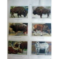 APEN EN HOEFDIEREN * VERKADE OUD * A.F.J. Portielje *
