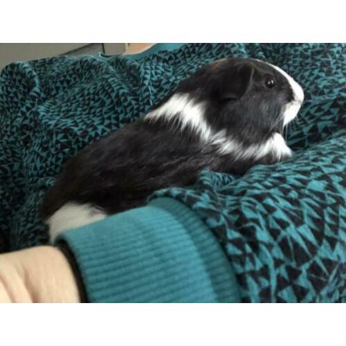 Cavia zeugje langharig