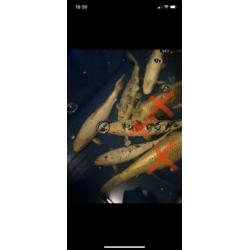 Koi karpers