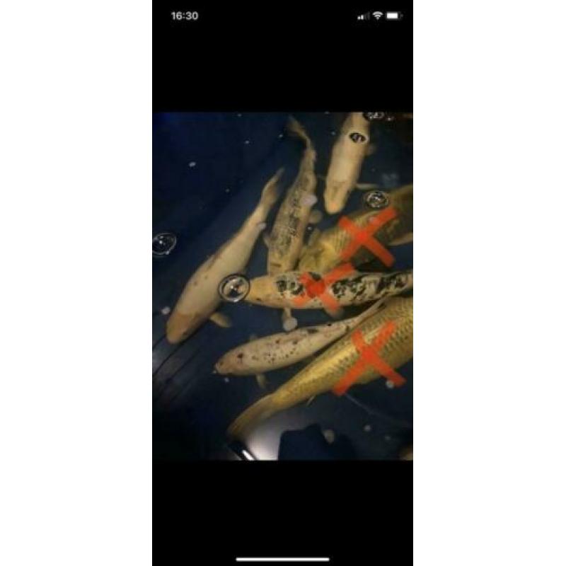 Koi karpers