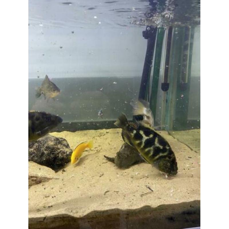 Vissen ? aquarium