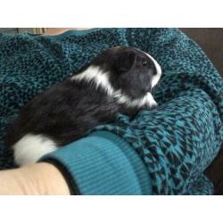 Cavia zeugje langharig