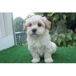 kleine doodle maltipoo