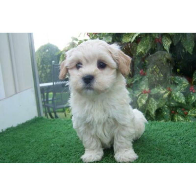 kleine doodle maltipoo