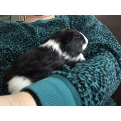 Cavia zeugje langharig