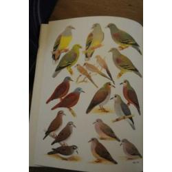 The Birds of Africa Volume II: Vogels van Afrika deel 2 zgan