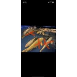 Koi karpers