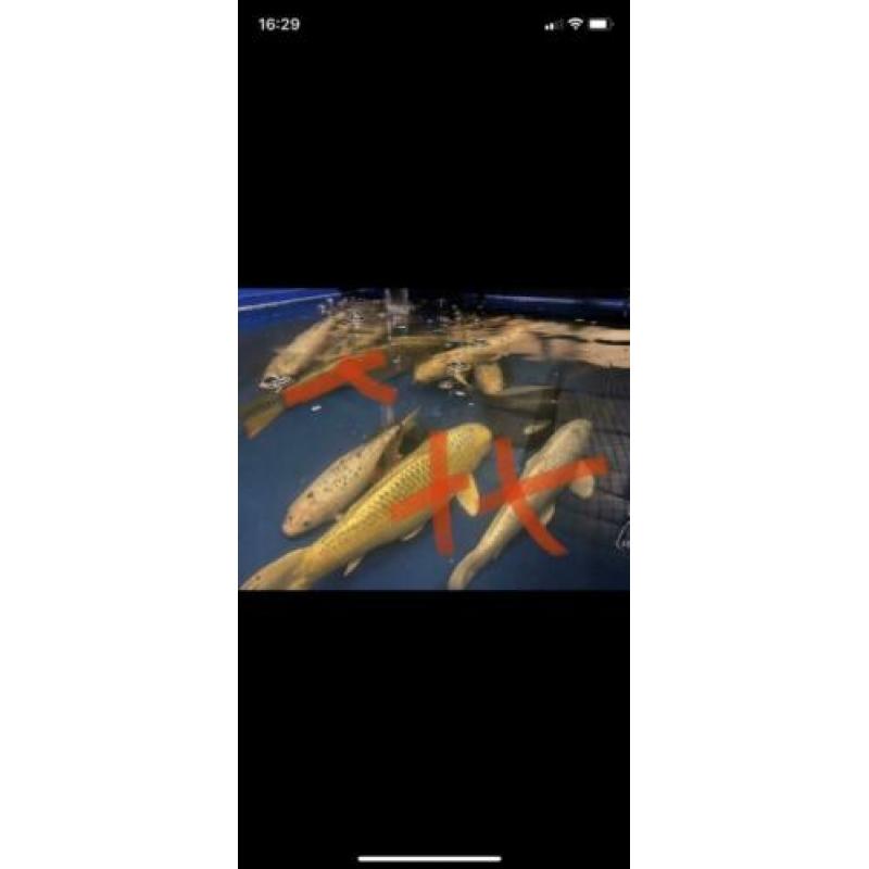 Koi karpers