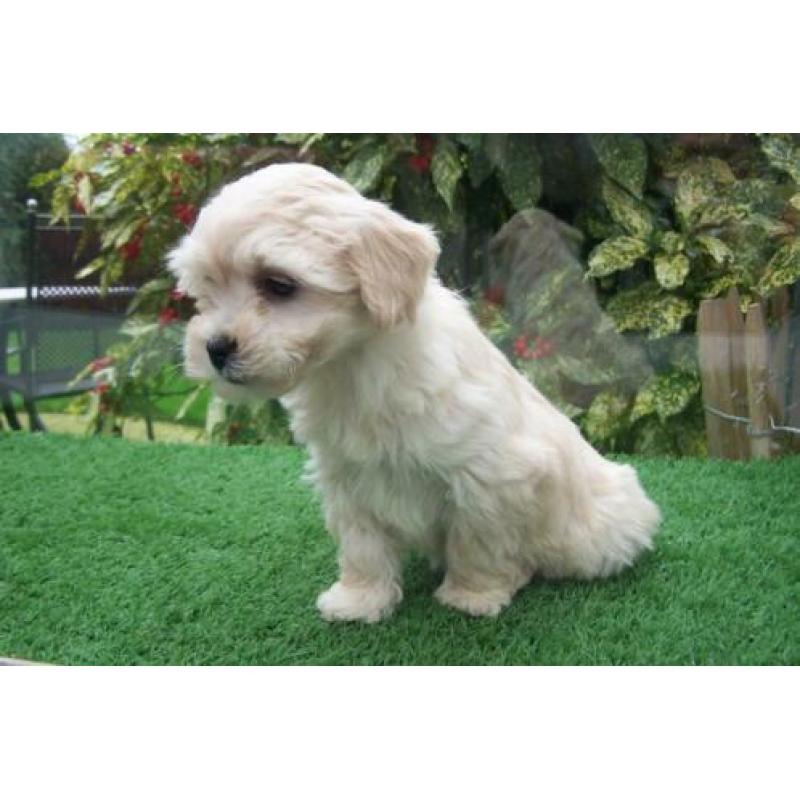 kleine doodle maltipoo