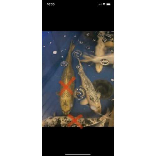 Koi karpers