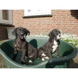 Prachtige Duitse Dog pups te koop