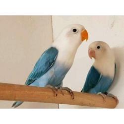 opaline fischeri jonge blauwe