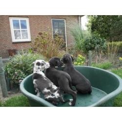Prachtige Duitse Dog pups te koop
