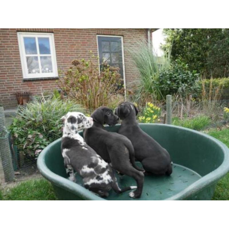 Prachtige Duitse Dog pups te koop
