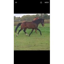 Merrie 4jr Geniaal x Painted Black 1.65