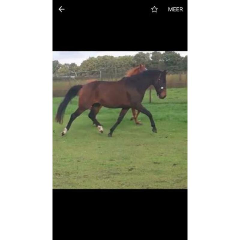 Merrie 4jr Geniaal x Painted Black 1.65