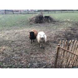 2 ooien, 1 en 2 jaar oud, niet drachtig.