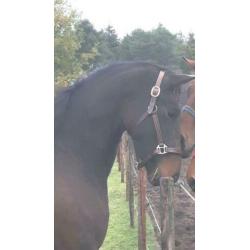 Merrie 4jr Geniaal x Painted Black 1.65
