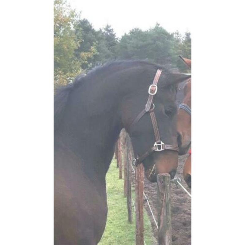 Merrie 4jr Geniaal x Painted Black 1.65