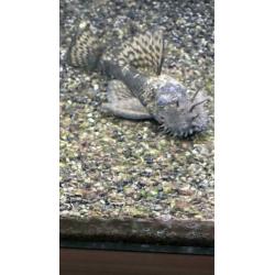 Zuigvis Ancistrus