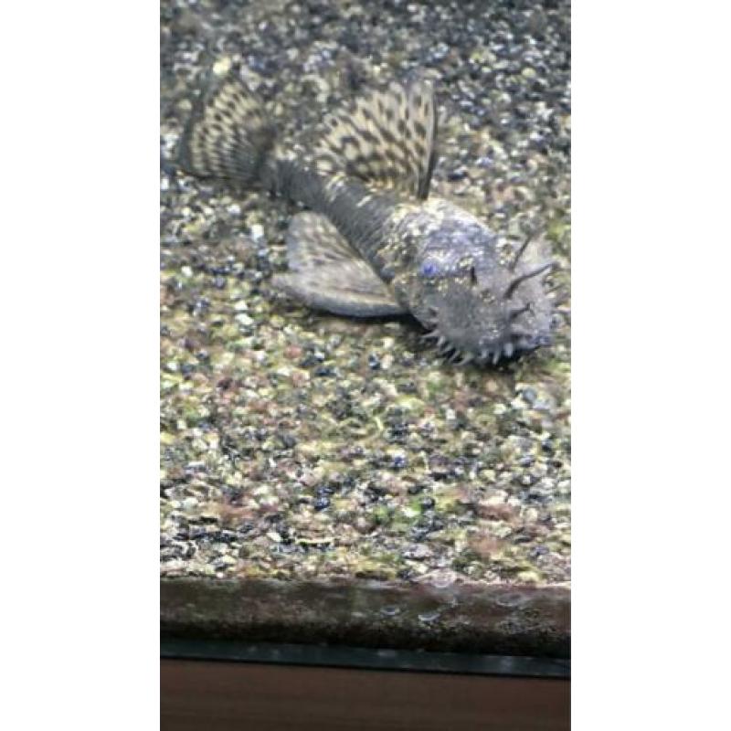 Zuigvis Ancistrus