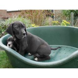 Prachtige Duitse Dog pups te koop