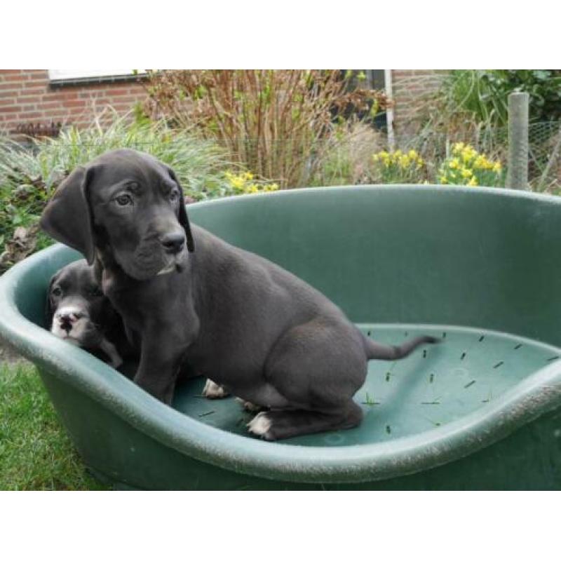 Prachtige Duitse Dog pups te koop