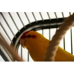 kakariki's