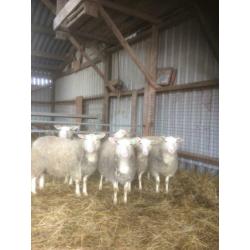 Flevolander schapen te koop